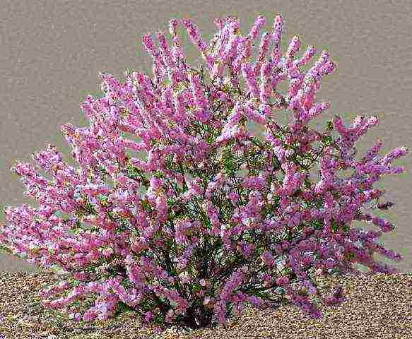 almonds planting and care in the open field in the Leningrad region