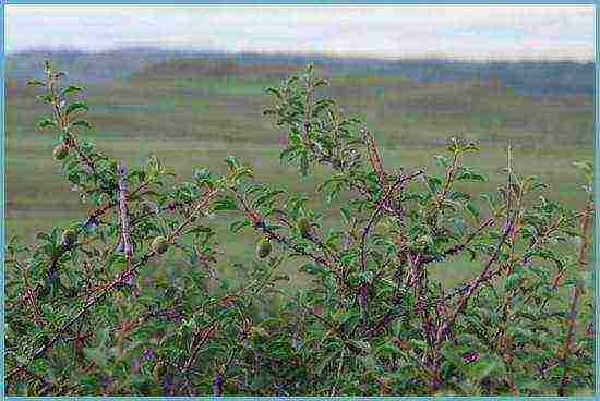 almonds planting and care in the open field in the Leningrad region