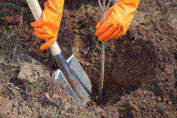 almonds planting and care in the open field in the Leningrad region