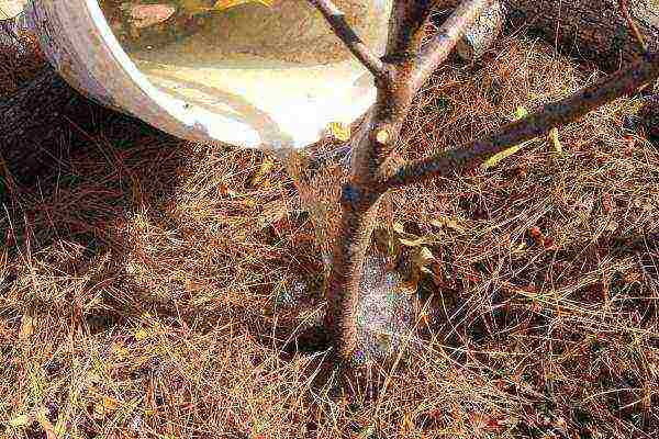 almonds planting and care in the open field in the Leningrad region