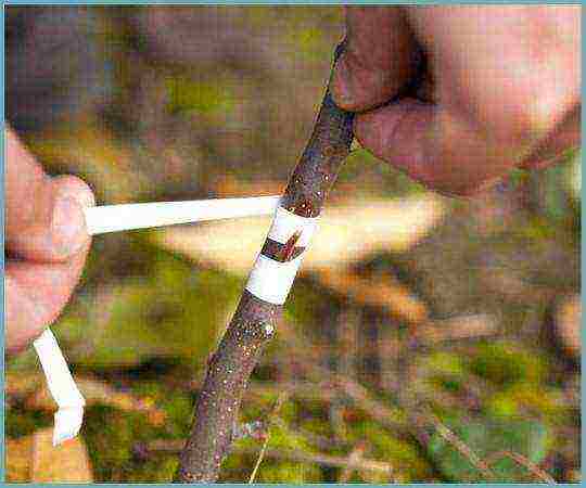 almonds planting and care in the open field in the Leningrad region