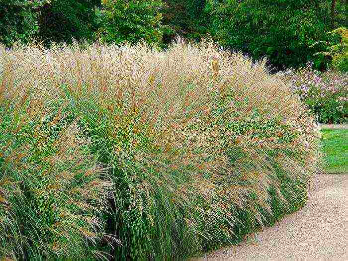 miscanthus headlight east maiden planting and care in the open field