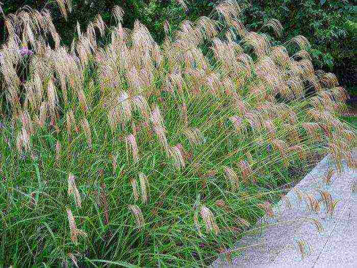 miscanthus headlight silangang pagkadalaga na nagtatanim at nangangalaga sa bukas na bukid