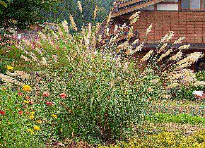 miscanthus headlight east maiden planting and care in the open field