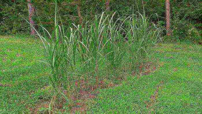 miscanthus headlight east maiden planting and care in the open field