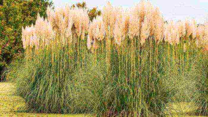 miscanthus headlight east maiden planting and care in the open field