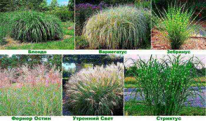 miscanthus headlight east maiden planting and care in the open field