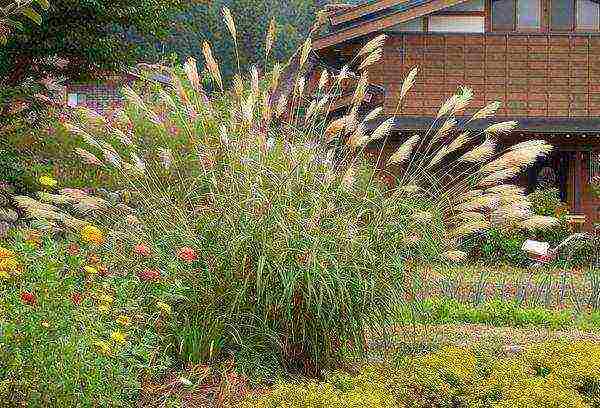 miscanthus headlight east maiden planting and care in the open field