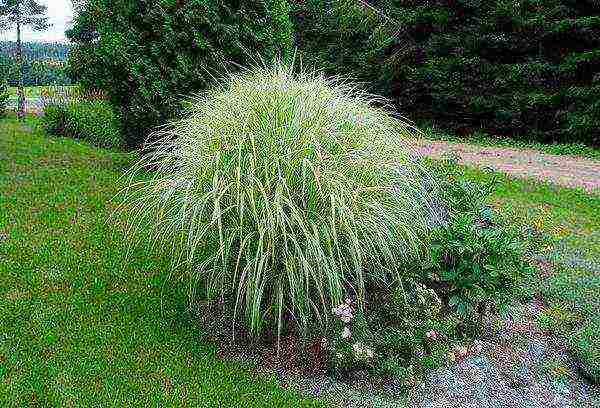 miscanthus headlight silangang pagkadalaga na nagtatanim at nangangalaga sa bukas na bukid