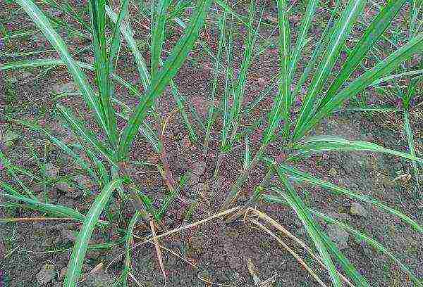 miscanthus headlight silangang pagkadalaga na nagtatanim at nangangalaga sa bukas na bukid