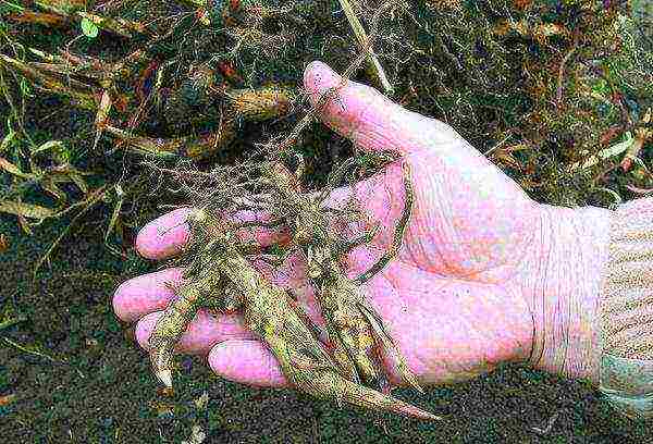 miscanthus headlight east maiden planting and care in the open field