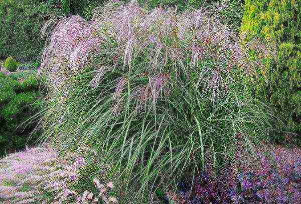 miscanthus headlight east maiden planting and care in the open field