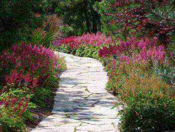 perennial flowers astilba planting and care in the open field