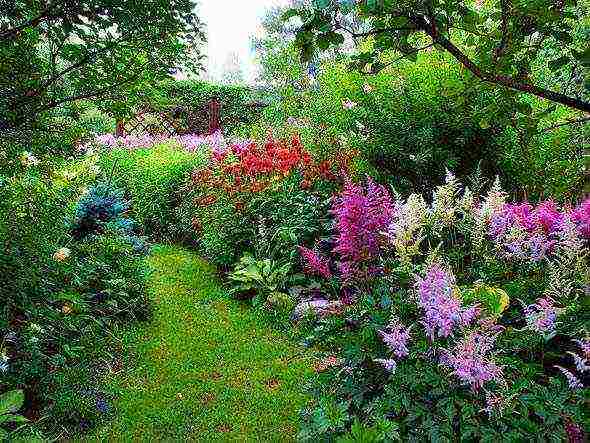 perennial flowers astilba planting and care in the open field