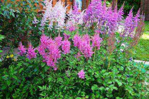 perennial flowers astilba planting and care in the open field