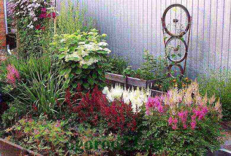 perennial flowers astilba planting and care in the open field