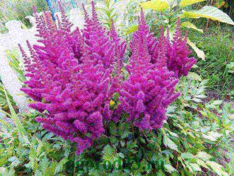 perennial flowers astilba planting and care in the open field