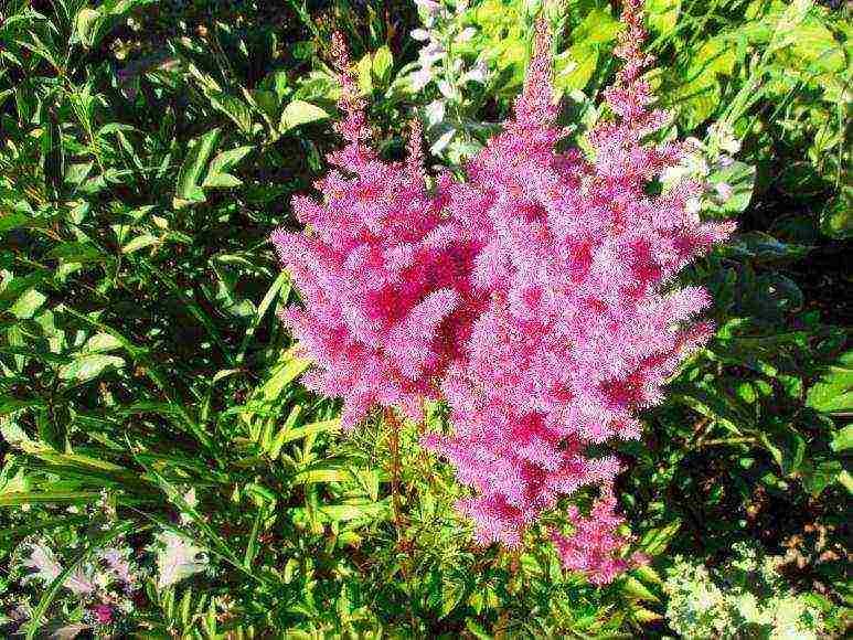 perennial flowers astilba planting and care in the open field