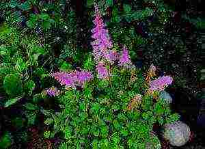 perennial flowers astilba planting and care in the open field