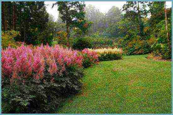 perennial flowers astilba planting and care in the open field