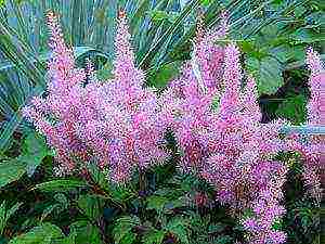 perennial flowers astilba planting and care in the open field