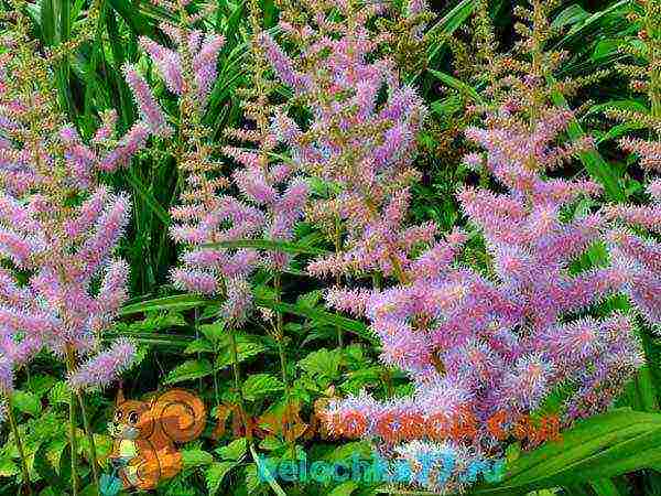 perennial flowers astilba planting and care in the open field