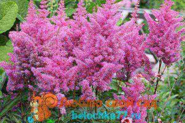 perennial flowers astilba planting and care in the open field