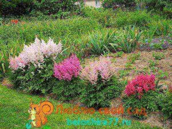 perennial flowers astilba planting and care in the open field