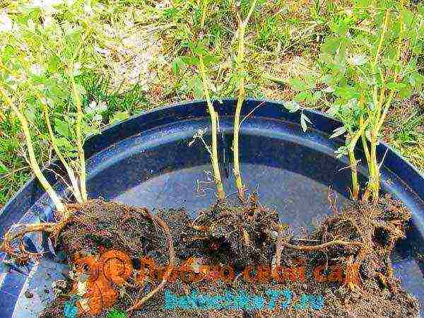 perennial flowers astilba planting and care in the open field