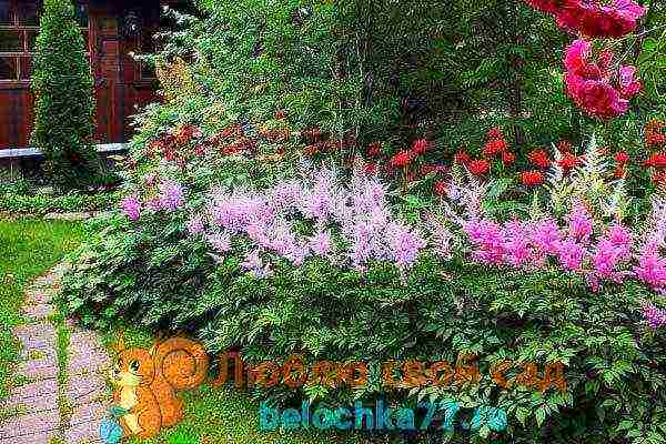 perennial flowers astilba planting and care in the open field