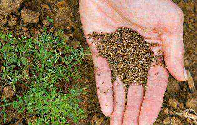 carrots planting and care in the open field when to plant