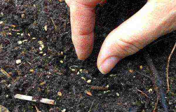 carrots planting and care in the open field when to plant