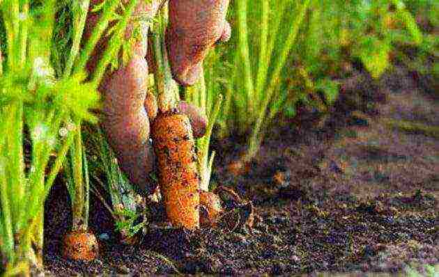 carrots planting and care in the open field when to plant