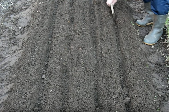 carrots planting and care in the open field when to plant