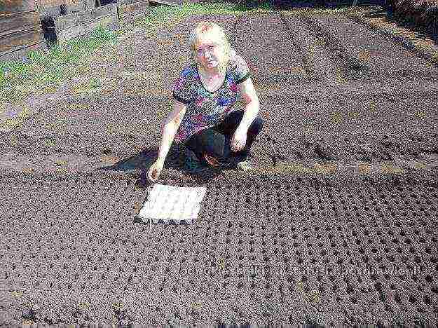 carrots planting and care in the open field when to plant