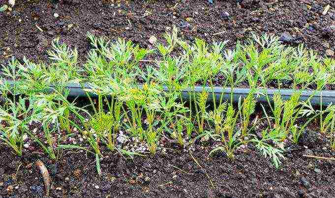 carrots planting and care in the open field when to plant