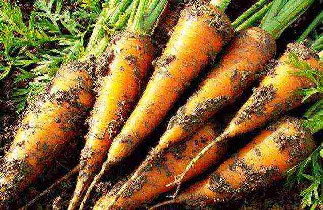 carrots planting and care in the open field when to plant