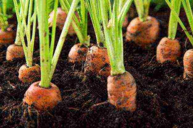 carrots planting and care in the open field when to plant