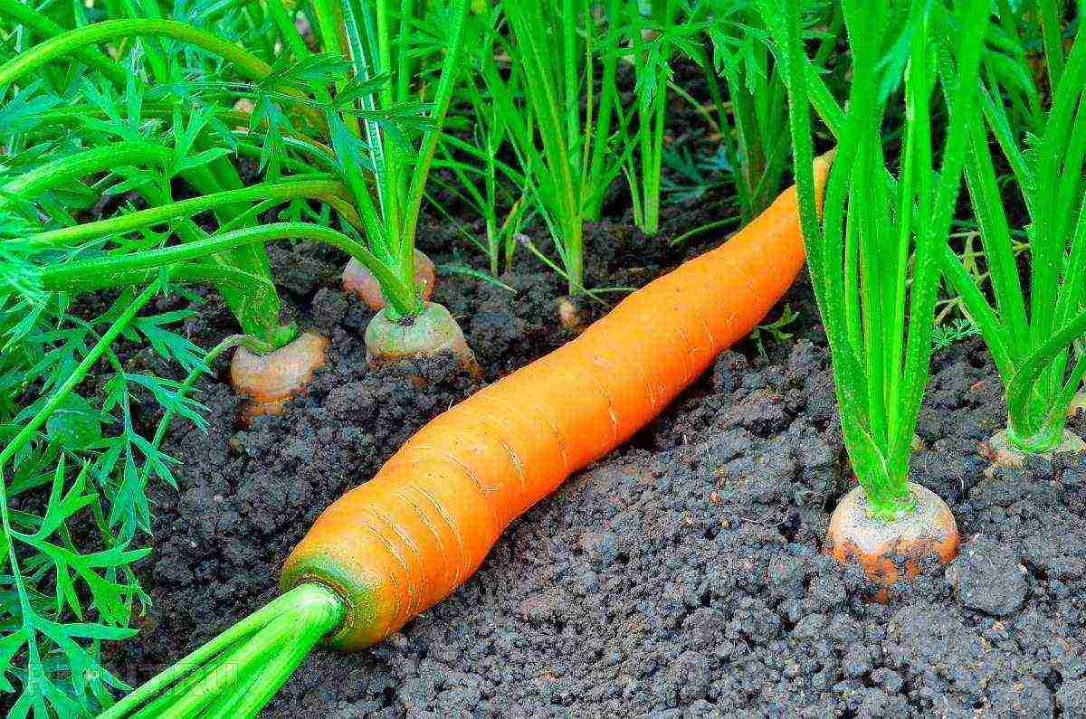 carrots planting and care in the open field when to plant