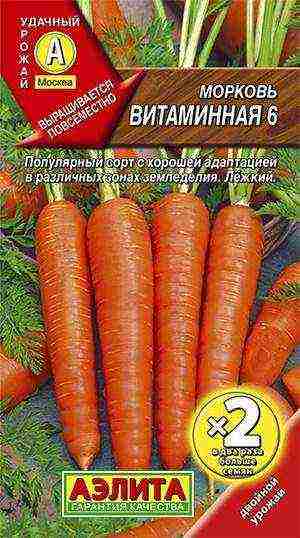 carrots planting and care in the open field when to plant