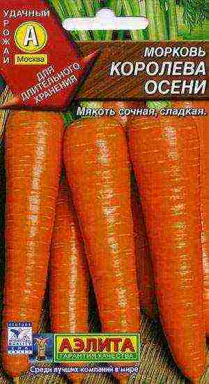 carrots planting and care in the open field when to plant