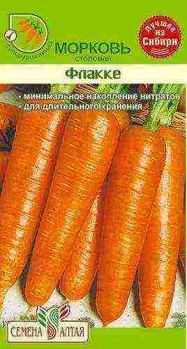 carrots planting and care in the open field when to plant