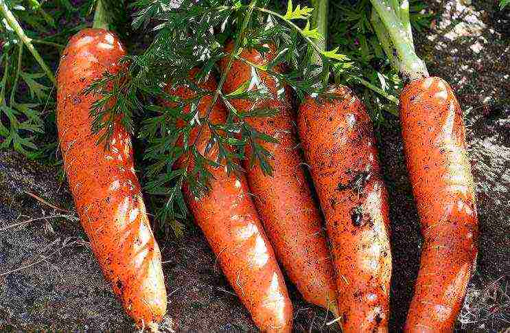 carrots planting and care in the open field on the tape