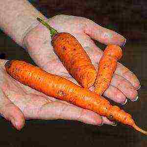 carrots planting and care in the open field on the tape