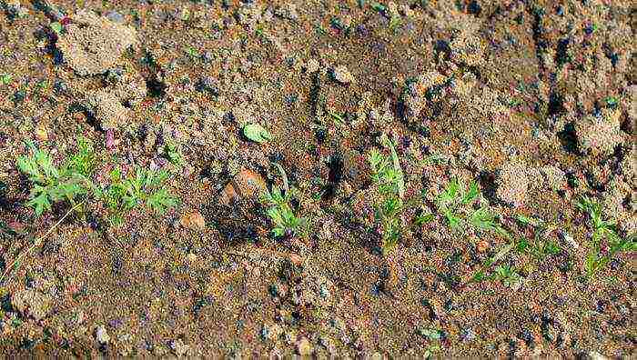 carrots planting and care in the open field on the tape