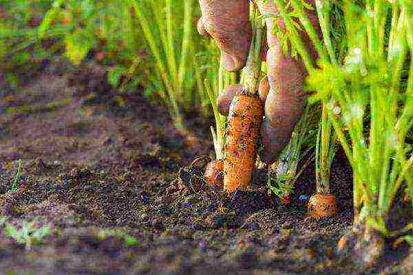 carrots planting and care in the open field on the tape