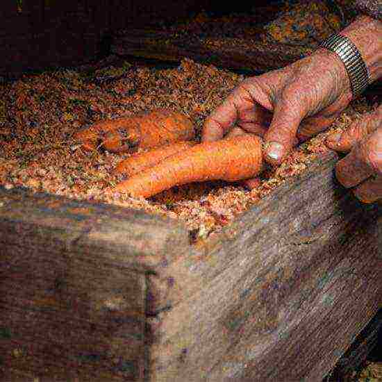 carrots planting and care in the open field on the tape