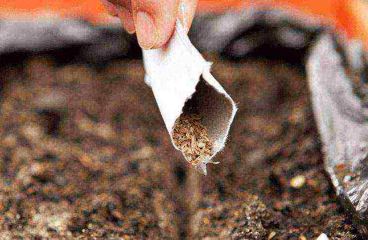 carrots planting and care in the open field on the tape