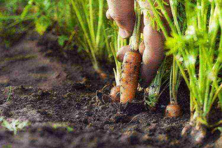 carrots planting and care in the open field on the tape