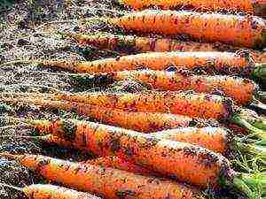 carrots planting and care in the open field on the tape